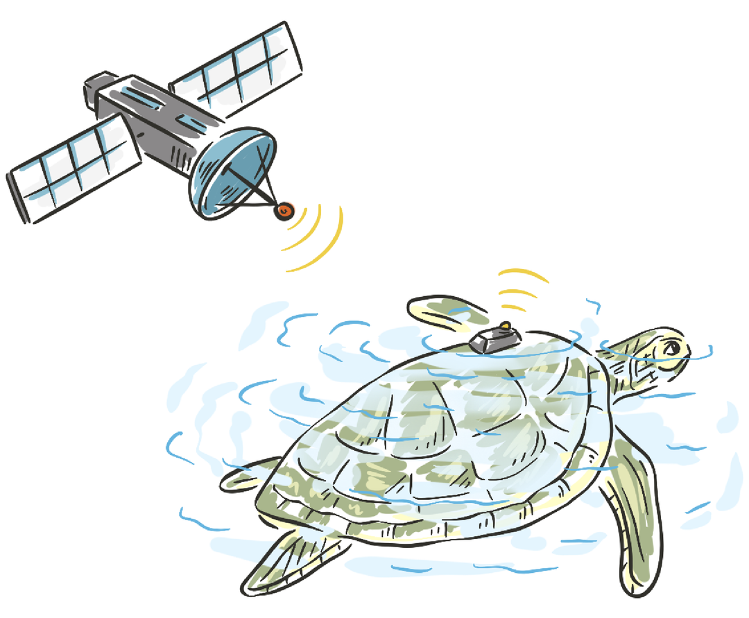 Tracking Box Turtle Sea Turtle Tracking – KoaKoa.life